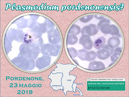 plasmodium-pordenonensis-nm